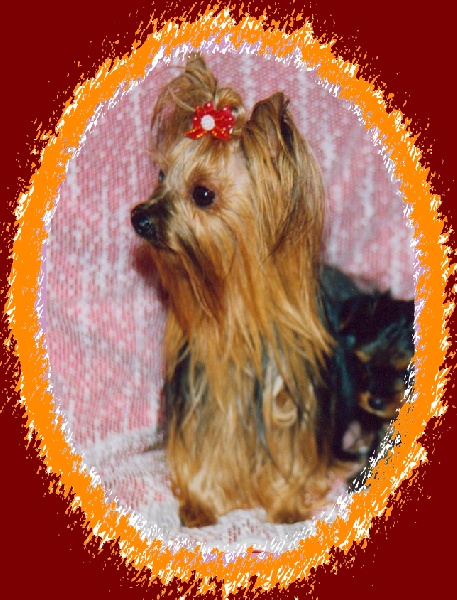Lisy de la Chataigniere