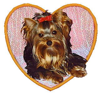 Mon romeo de la Chataigniere